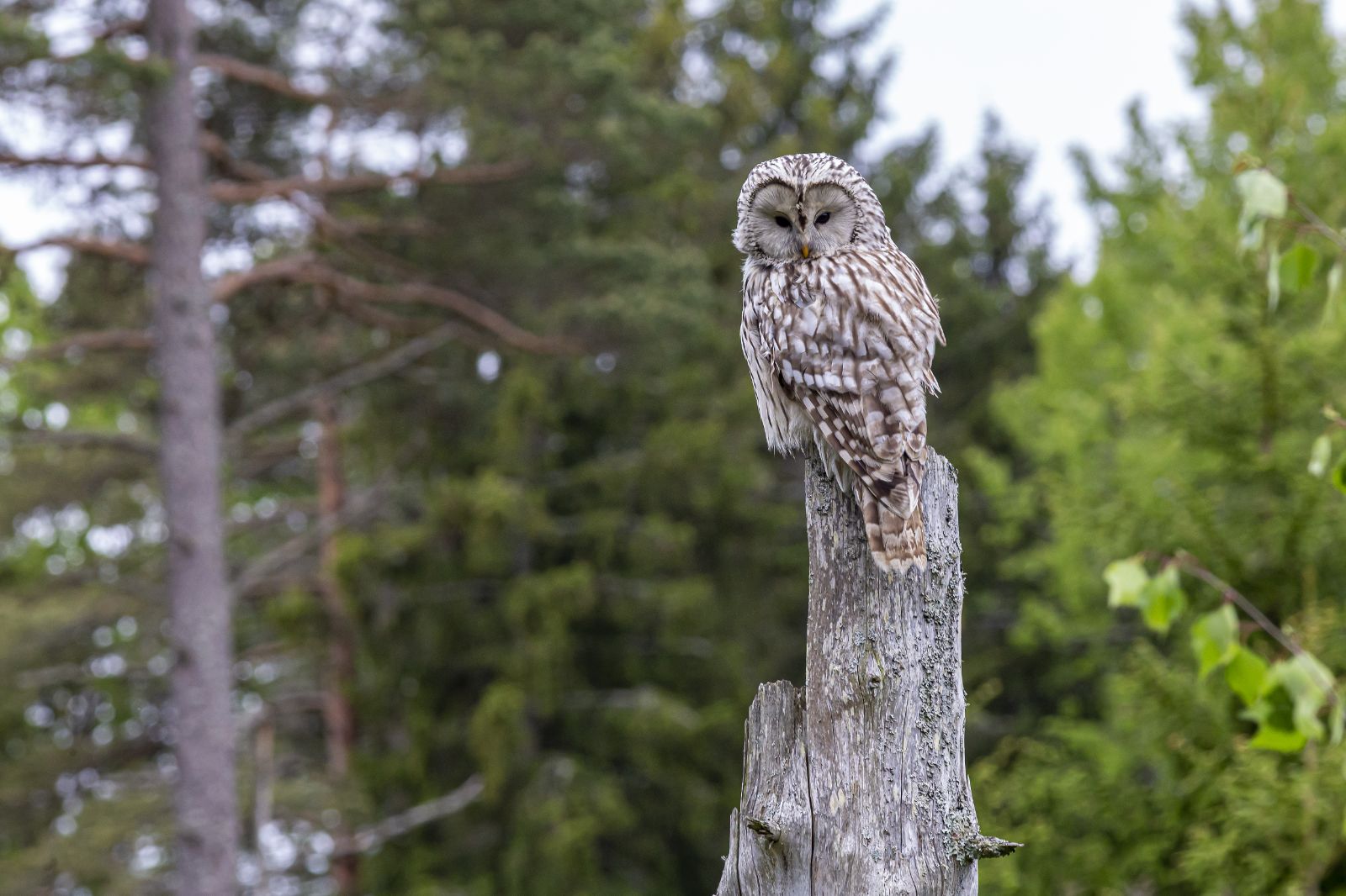 I Feel an Owl