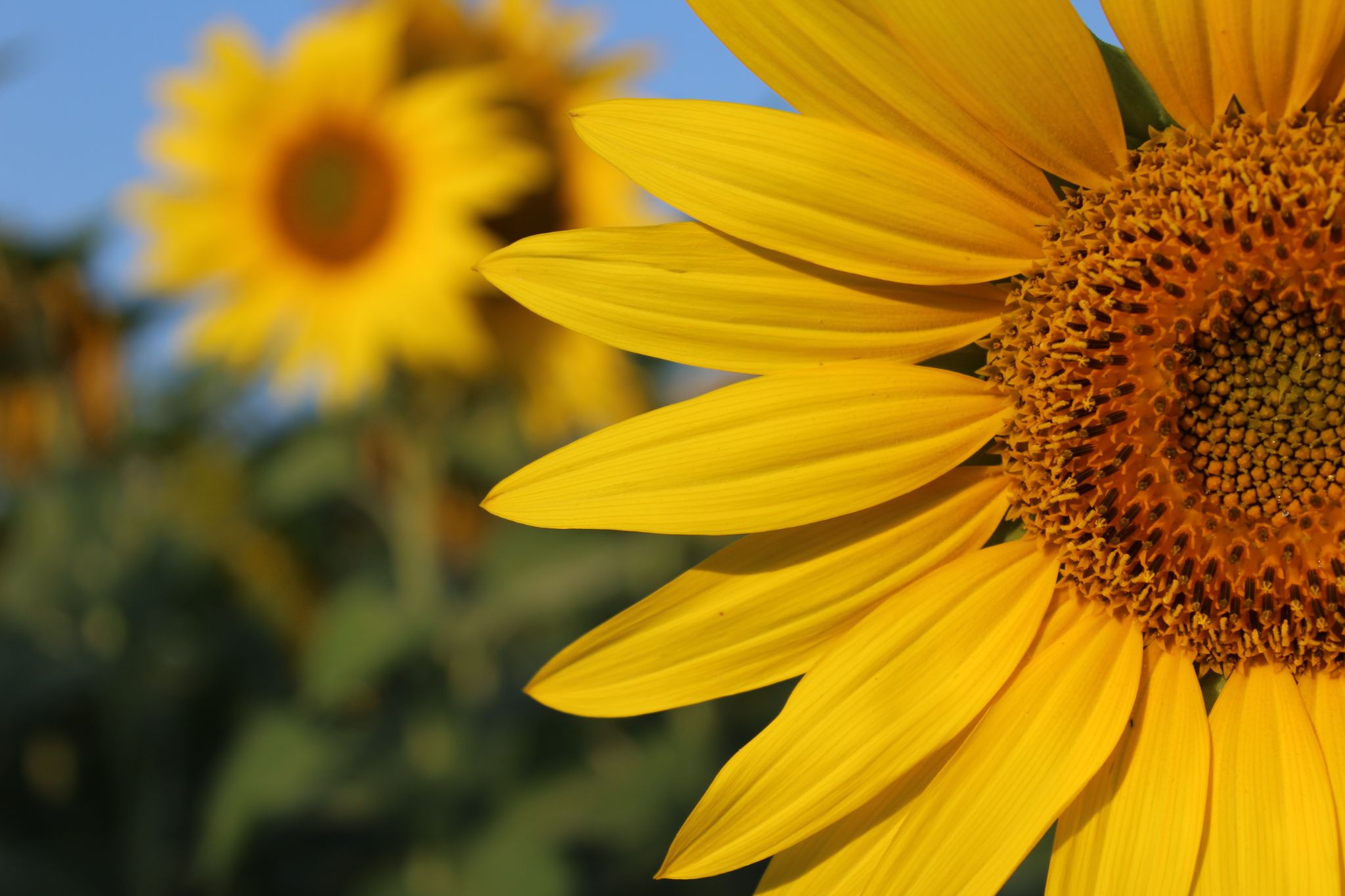 Sunflower,In,The,Field.,Yellow,Flowers