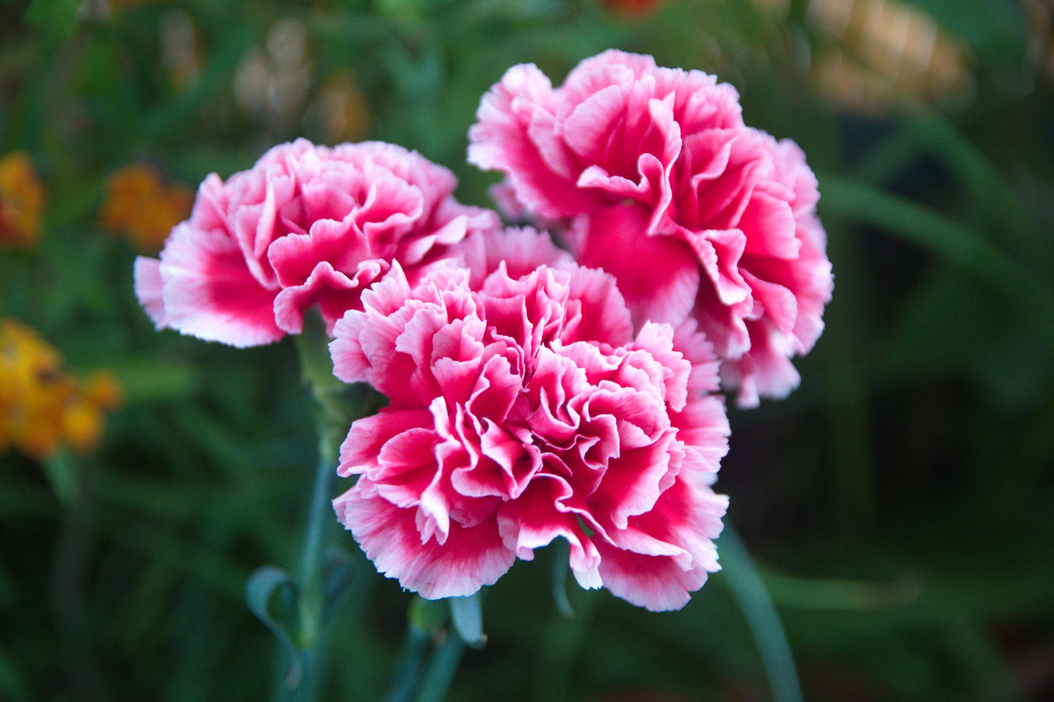 Pink,Dianthus,Caryophyllus,,Carnation,Or,Clove,Pink,,Species,Of,Dianthus