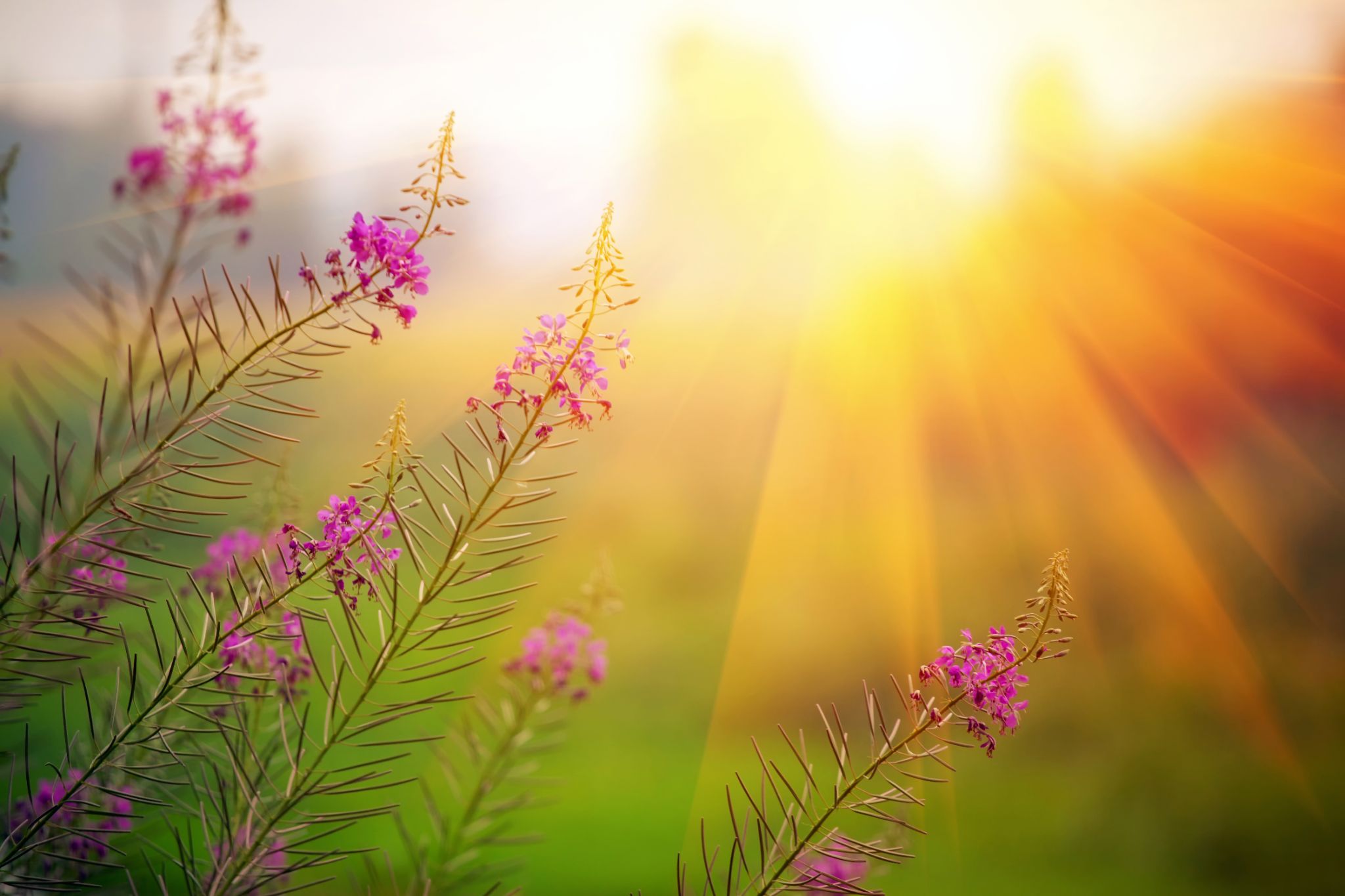 Set Back, a Journey of Healing