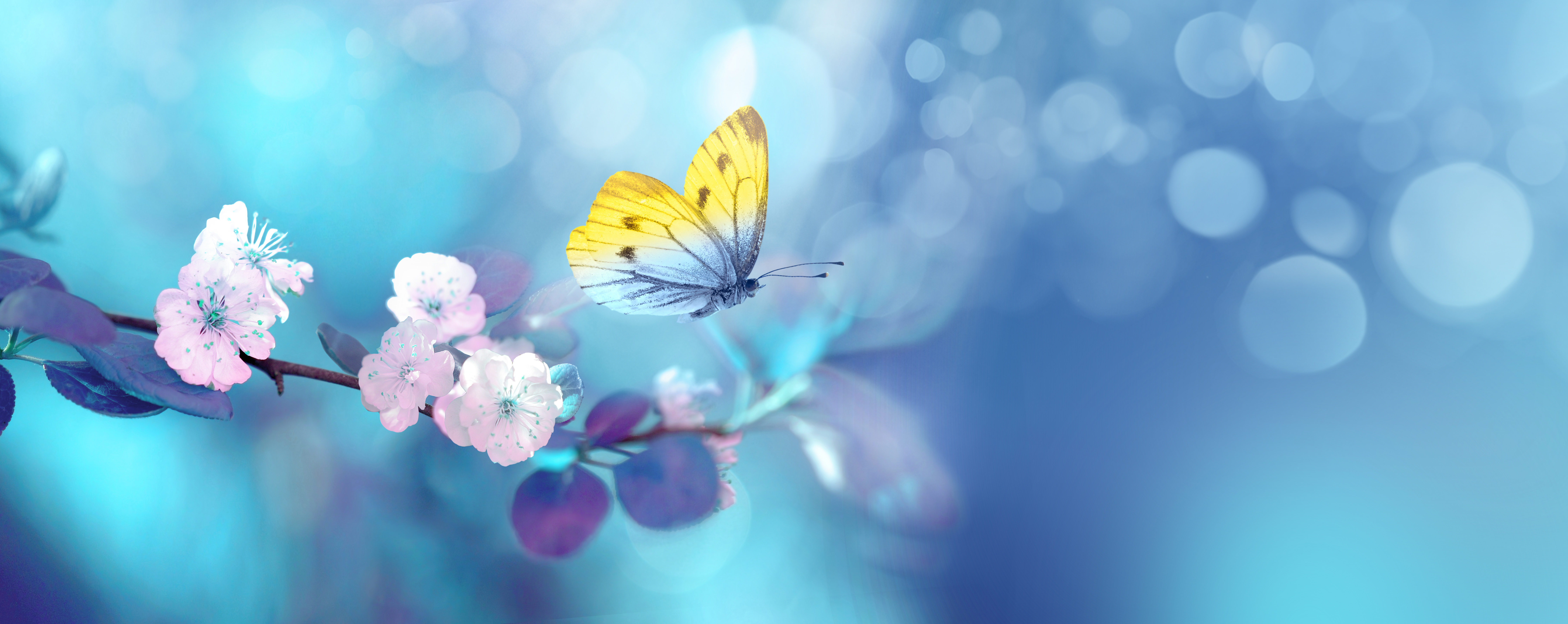 Beautiful,Blue,Yellow,Butterfly,In,Flight,And,Branch,Of,Flowering