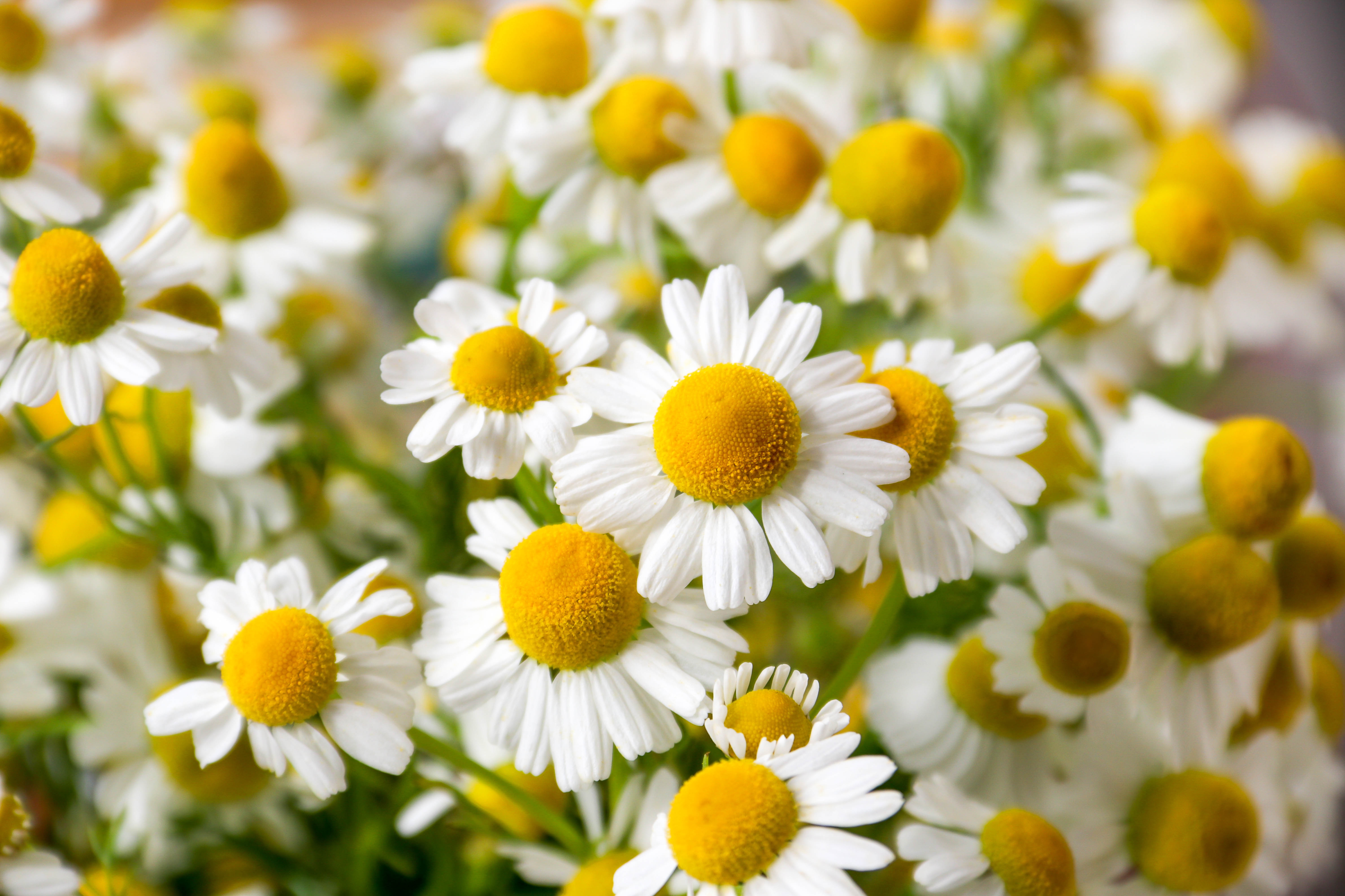 Chamomile,Flower,Field.,Camomile,In,The,Nature.,Field,Of,Camomiles
