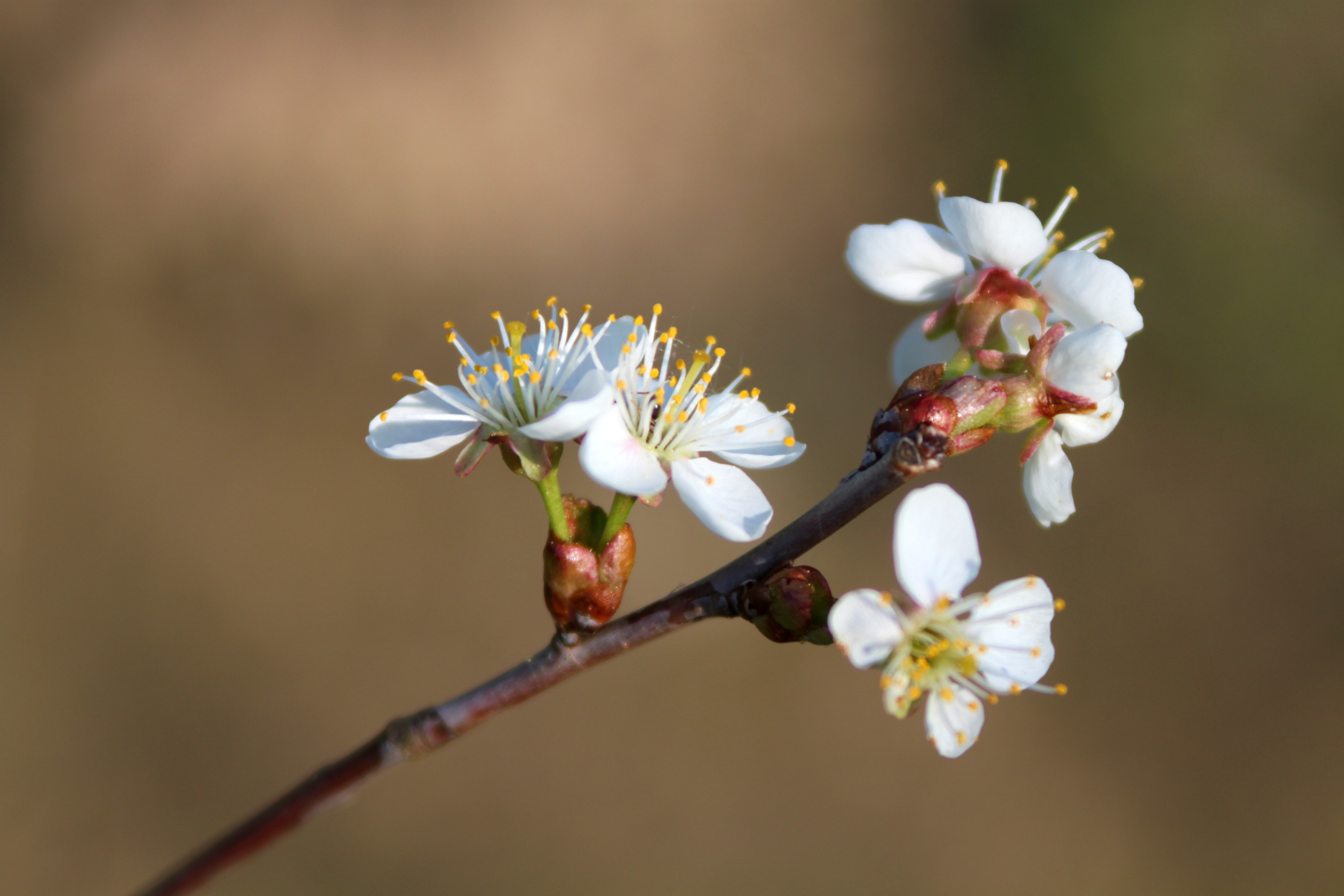 Blooming,Apple,Tree,On,A,Blurred,Natural,Background.,Selective,Focus.