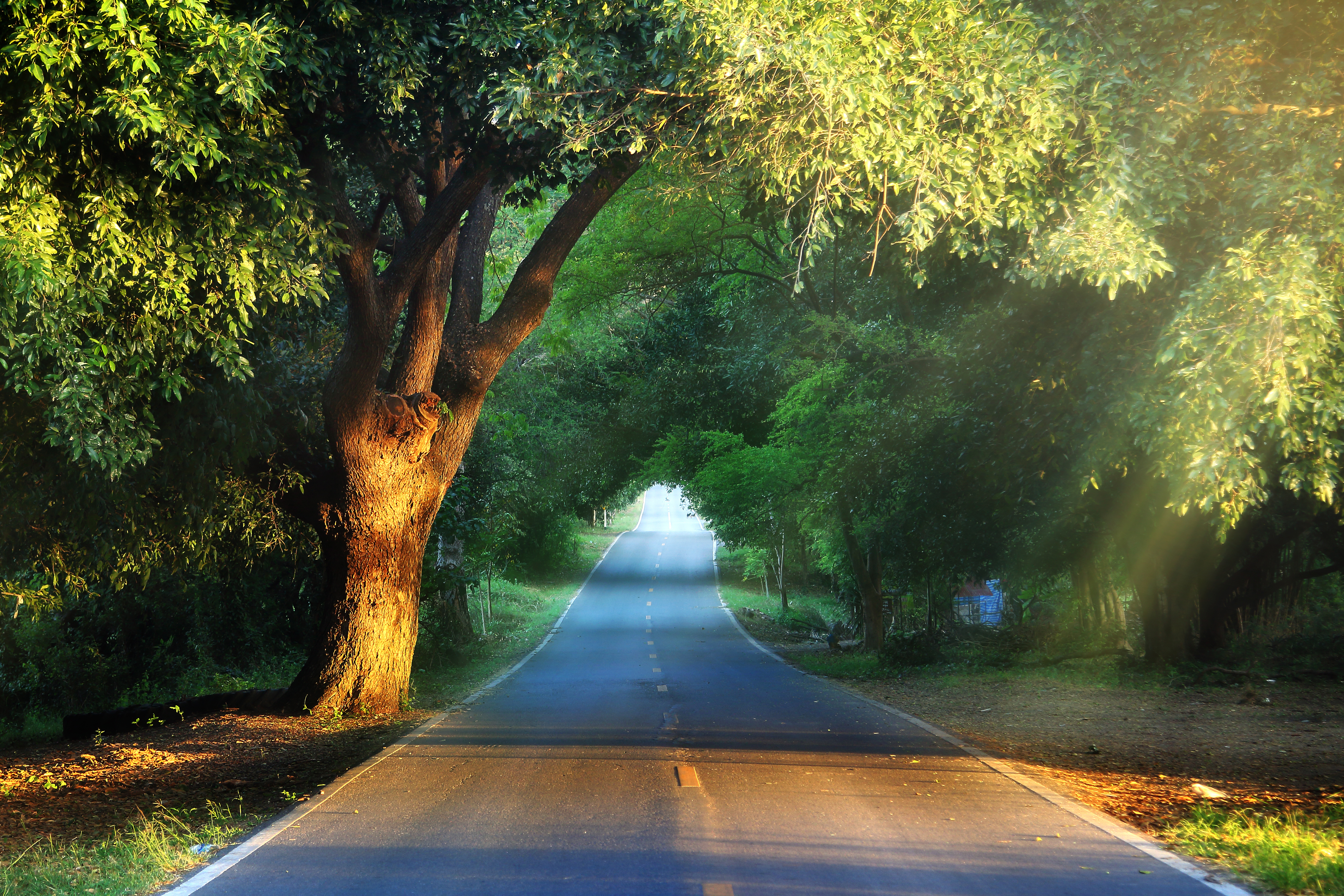 Natural,Background,Of,Route,And,Journey,Amidst,The,Big,Tree