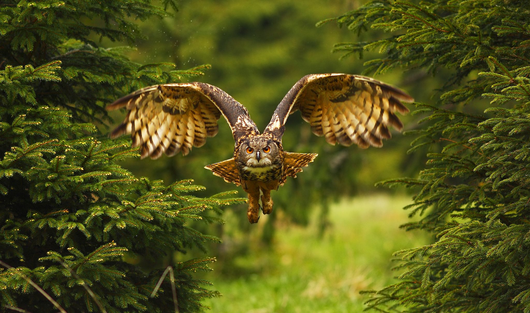 The,Eurasian,Eagle-owl,Flying,In,The,Forest,In,The,Mountains